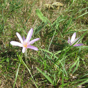 Photographie n°2539671 du taxon Colchicum autumnale L. [1753]