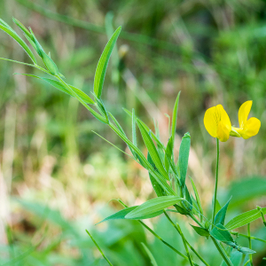 Photographie n°2539675 du taxon Lathyrus pratensis L. [1753]