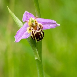 Ophrys apifera subsp. olympiadae Ougrinski (Ophrys abeille)