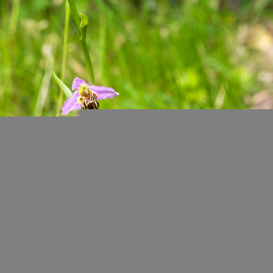 Photographie n°2539704 du taxon Ophrys apifera Huds.