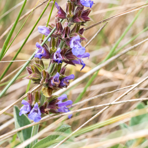 Photographie n°2539710 du taxon Salvia L.