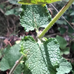 Photographie n°2539777 du taxon Teucrium scorodonia L. [1753]