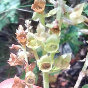 Photographie n°2539778 du taxon Teucrium scorodonia L. [1753]