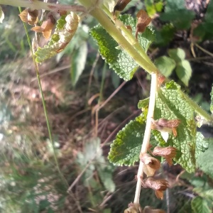 Photographie n°2539780 du taxon Teucrium scorodonia L. [1753]