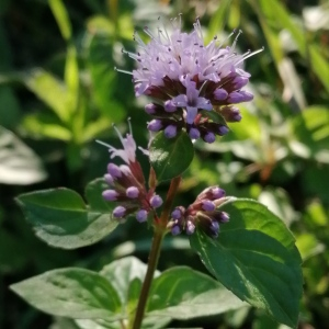 Photographie n°2539787 du taxon Mentha aquatica L.