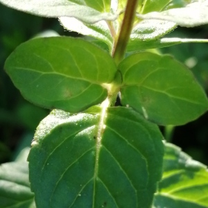 Photographie n°2539788 du taxon Mentha aquatica L.