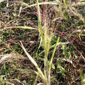  - Panicum barbipulvinatum Nash [1900]