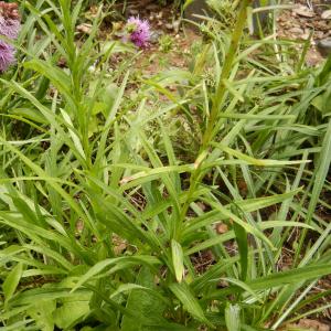 Photographie n°2539805 du taxon Liatris spicata (L.) Willd. [1802]