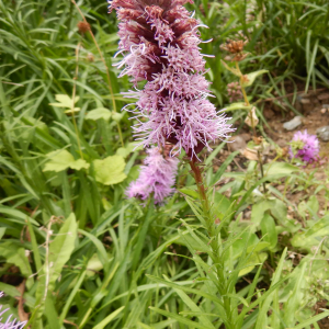 Photographie n°2539807 du taxon Liatris spicata (L.) Willd. [1802]