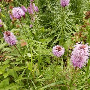 Photographie n°2539808 du taxon Liatris spicata (L.) Willd. [1802]