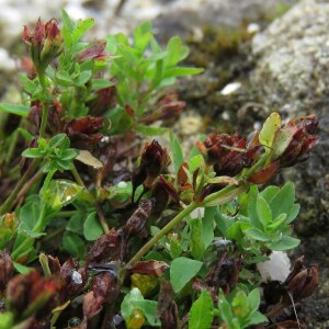 Photographie n°2539827 du taxon Hypericum humifusum L.