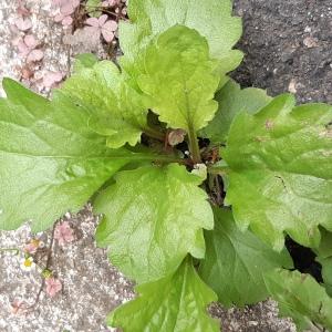 Photographie n°2539848 du taxon Erigeron annuus (L.) Desf. [1804]