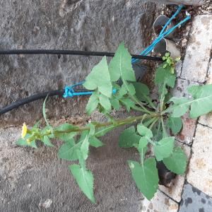 Photographie n°2539849 du taxon Sonchus oleraceus L.