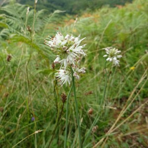 Photographie n°2539911 du taxon Allium ericetorum Thore