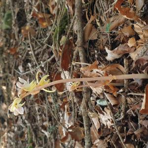 Photographie n°2539925 du taxon Epipogium aphyllum Sw.