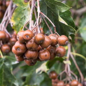 Photographie n°2539948 du taxon Sorbus torminalis (L.) Crantz