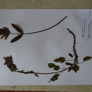 Photographie n°2539978 du taxon Prunella grandiflora (L.) Schöller [1775]