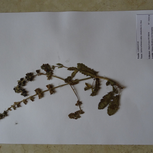 Photographie n°2539982 du taxon Salvia verbenaca subsp. clandestina (L.) Batt. [1889]