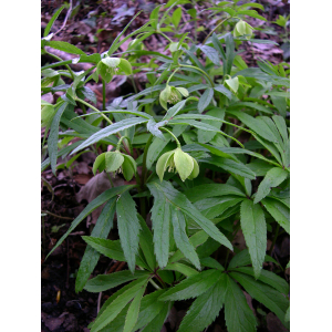 Helleborus viridis var. occidentalis (Reut.) Nyman