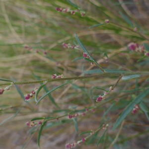 Photographie n°2540023 du taxon Atriplex littoralis L. [1753]