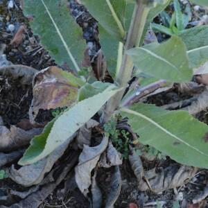 Photographie n°2540033 du taxon Verbascum lychnitis L.