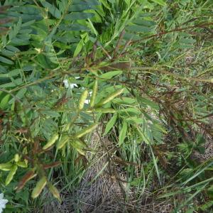 Photographie n°2540044 du taxon Galega officinalis L.