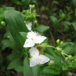 Photographie n°2540052 du taxon Tradescantia fluminensis Vell.