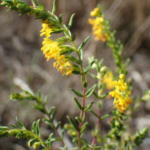 Photographie n°2540065 du taxon Odontites luteus (L.) Clairv.