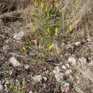 Photographie n°2540066 du taxon Odontites luteus (L.) Clairv.