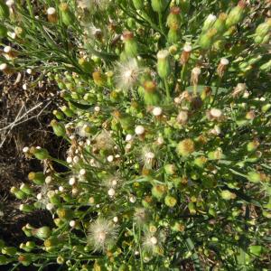 Photographie n°2540104 du taxon Erigeron canadensis L. [1753]