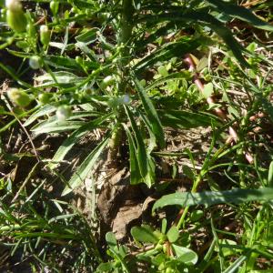 Photographie n°2540105 du taxon Erigeron canadensis L. [1753]