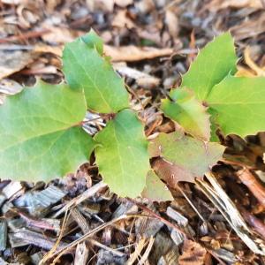 Photographie n°2540145 du taxon Berberis aquifolium Pursh