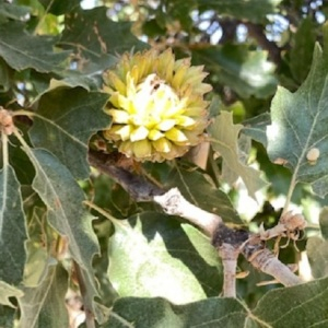 Photographie n°2540163 du taxon Quercus macrolepis Kotschy [1859]