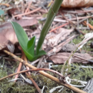 Photographie n°2540213 du taxon Spiranthes spiralis (L.) Chevall.