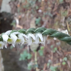 Photographie n°2540215 du taxon Spiranthes spiralis (L.) Chevall.