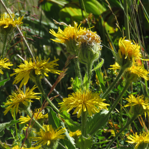 Photographie n°2540227 du taxon Crepis pyrenaica (L.) Greuter