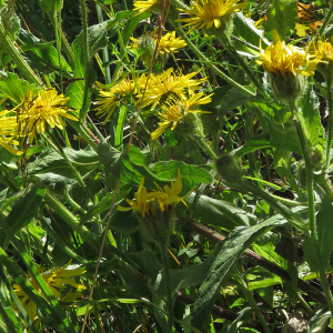 Photographie n°2540228 du taxon Crepis pyrenaica (L.) Greuter