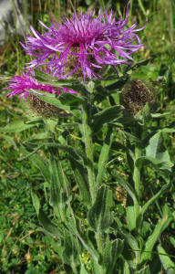 Claire Felloni, le 12 juillet 2022 (Seythenex)