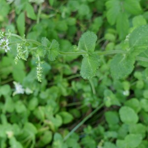 Photographie n°2540251 du taxon Mentha suaveolens Ehrh. [1792]