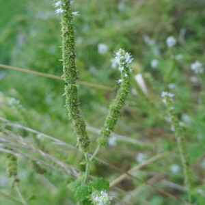 Photographie n°2540259 du taxon Mentha suaveolens Ehrh. [1792]