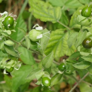 Photographie n°2540266 du taxon Silene baccifera (L.) Roth