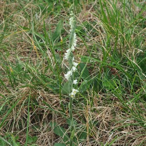 Photographie n°2540286 du taxon Spiranthes spiralis (L.) Chevall.