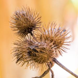 Photographie n°2540293 du taxon Arctium lappa L.