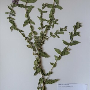 Photographie n°2540295 du taxon Lythrum salicaria L. [1753]