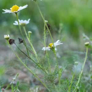 Photographie n°2540302 du taxon Tripleurospermum inodorum (L.) Sch.Bip.