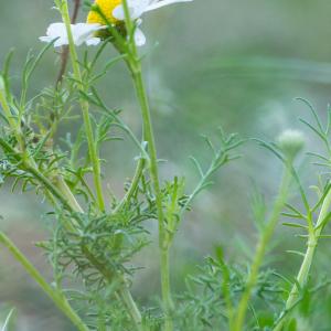 Photographie n°2540303 du taxon Tripleurospermum inodorum (L.) Sch.Bip.