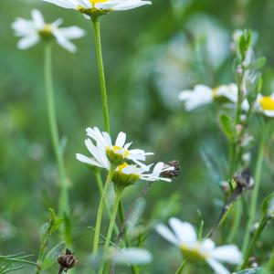 Photographie n°2540305 du taxon Tripleurospermum inodorum (L.) Sch.Bip.