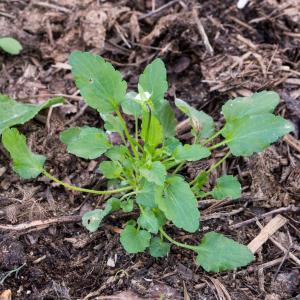 Photographie n°2540308 du taxon Viola arvensis Murray