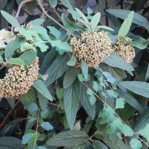 Photographie n°2540310 du taxon Viburnum rhytidophyllum Hemsl. [1888]