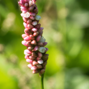 Photographie n°2540318 du taxon Persicaria (L.) Mill.